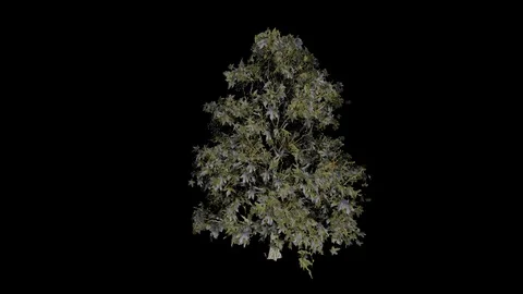 Sweetgum Tree Stock Footage 88434900