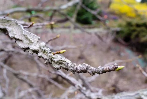 Sweetgum Tree (Liquidambar styraciflua) in spring without leaves. Unusual Bra Stock Photos