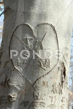 Sweetheart tree Stock Photos