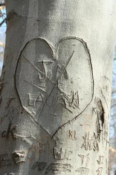 Sweetheart tree Stock Photos