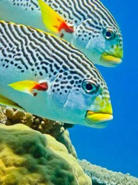 Sweetlip on reef Stock Photos