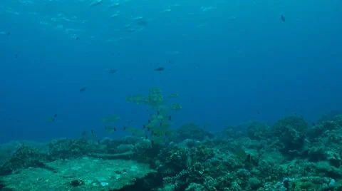 Sweetlips and snapper Stock Footage 41996277