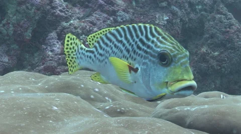 Sweetlips Being Cleaned Stock Footage 56018753
