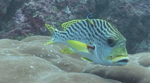 Sweetlips Being Cleaned Stock Footage 56019052