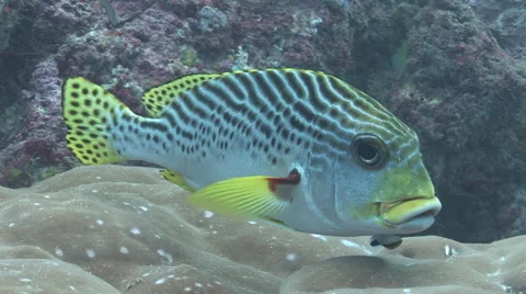 Sweetlips Being Cleaned Stock Footage 56019271
