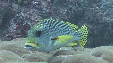 Sweetlips Being Cleaned Stock Footage 56019286