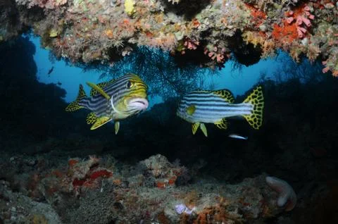 Sweetlips in a cavern Stock Photos