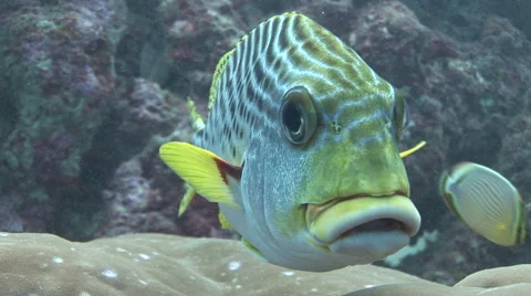 Sweetlips Cleaning Stock Footage 56019383