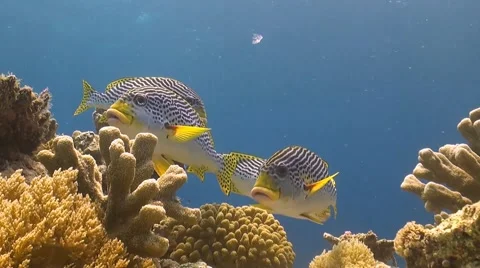 Sweetlips on a coral reef Stock Footage 51593077
