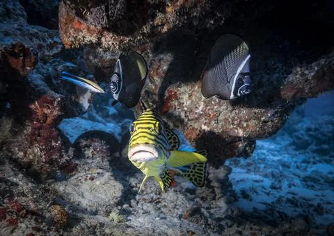 Sweetlips Fish and couple of Collared Butterflyfish in the Indian ocean Stock Photos