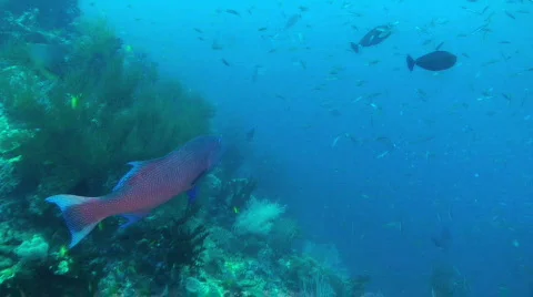 Sweetlips Fish 動画素材 351106