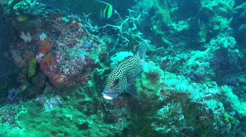 Sweetlips Fish Stock Footage 351908