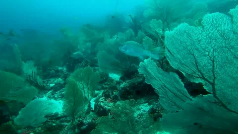 Sweetlips Fish Stock Footage 246534969