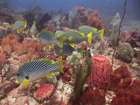 Sweetlips Stock Footage 98669514