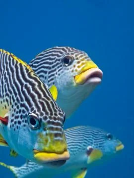Sweetlips Stock Photos