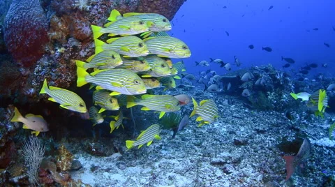 Sweetlips Schooling in Current 2 Stock Footage 64377470