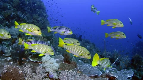 Sweetlips Schooling in Current Stock Footage 64378674