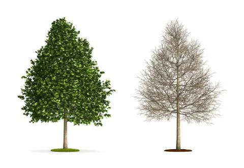 Sweetrum tree. Stock Illustration