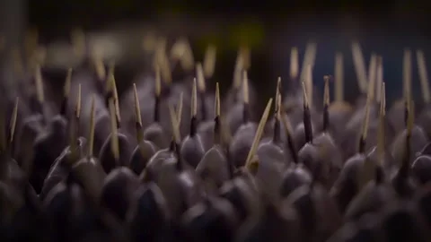 Sweets dipped in chocolate on a skewer 스톡 동영상 278488459