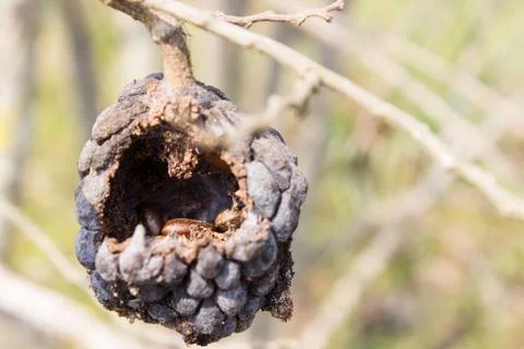 A sweetsop withered and dry. Stock Photos