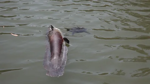 A sweetwater turtle considers eating a dead floating bloated catfish Stock Footage 85791579