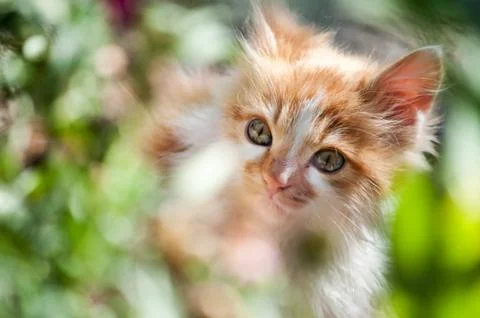 Sweety cat Foto stock