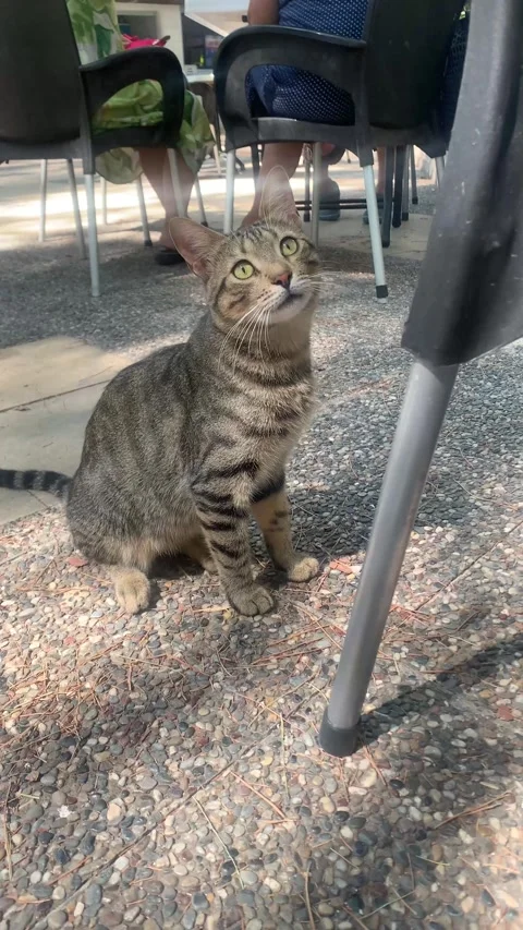 Sweety cat plays Stock Footage 284713445