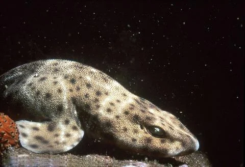 Swell Shark Stock Photos