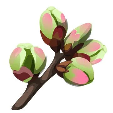 Swelling buds on a tree in early spring isolated on white background. Vector Stock Illustration