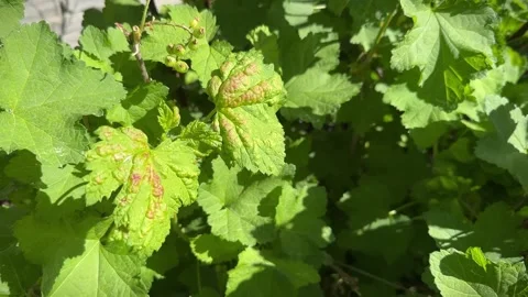 Swelling leaves of Redcurrant or Ribes rubrum affected with Redcurrant Blister 스톡 동영상 279155799
