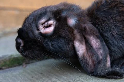 Swelling of the muzzle, blepharitis and plaques on the ears in a rabbit with  Stock Photos