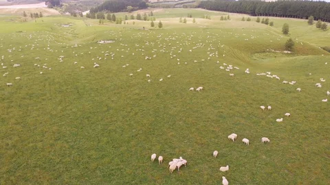 Swift Aerial Over Sheep Field Stock Footage 127733859