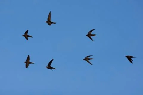 Swift, Apus apus Stock Photos