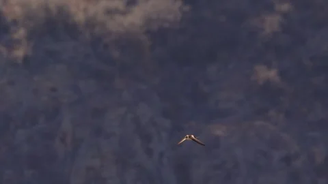 Swift bird flapping its wings and gliding across a rocky landscape as the Stock Footage 252061377