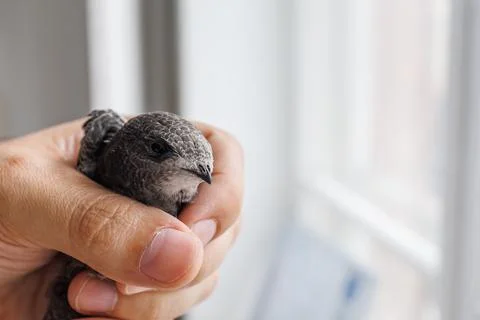 Swift Bird Trusting a Human Hand Foto stock