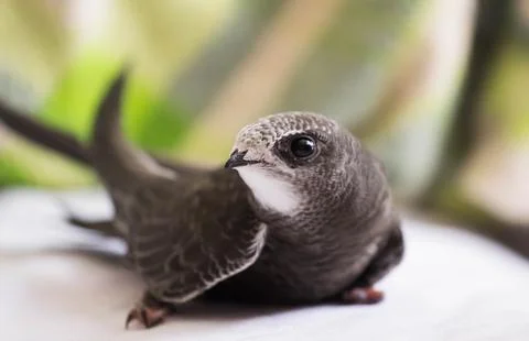 Swift closeup Stock Photos