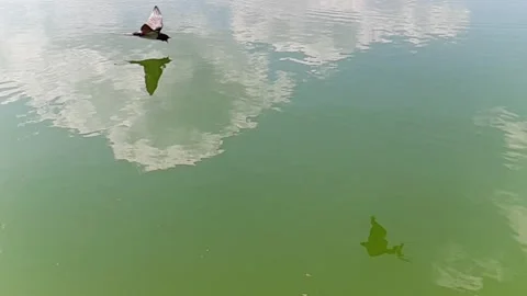 The swift drinks water in flight. Slow motion. 動画素材 271146461