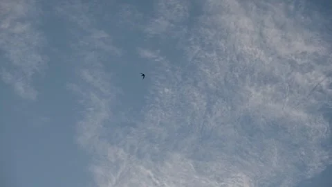 The swift flies against a beautiful cloudy sky. Stock Footage 133749778