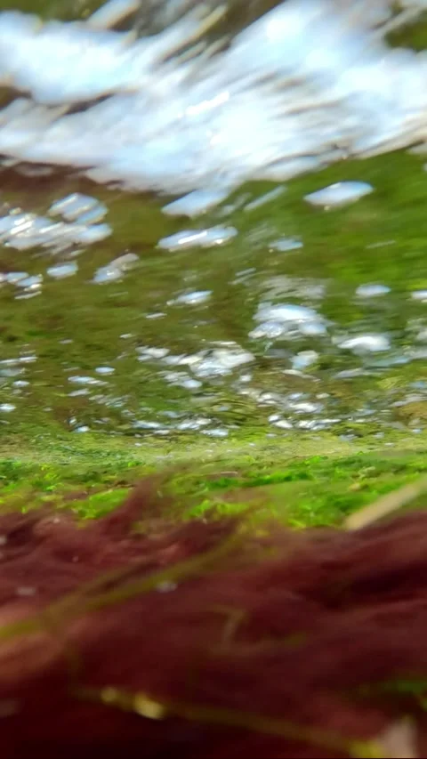Swift flow of water with air bubbles over green and red algae, Natural bckground Stock Footage 259394780