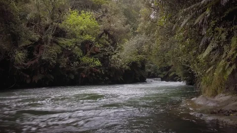 Swift flowing river through native forest, Rotorua, New Zealand Stock Footage 118292417