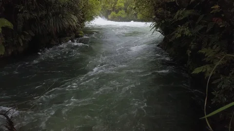 Swift flowing river through native forest, Rotorua, New Zealand Stock Footage 118292633