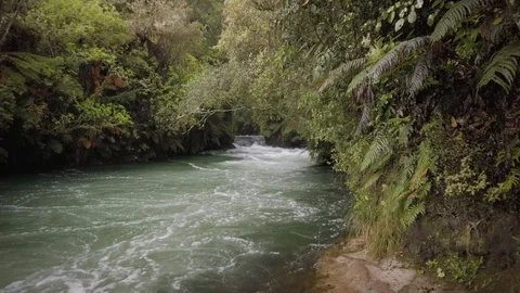 Swift flowing river through native forest, Rotorua, New Zealand Stock-Footage 118292681