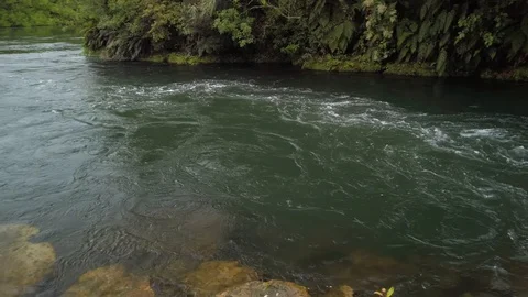 Swift flowing river through native forest, Rotorua, New Zealand Vidéo 118292738