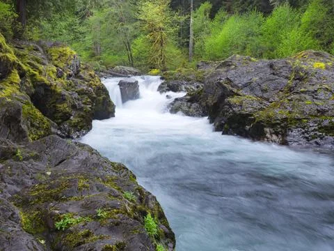 Swift flowing Sol Duc river and the salmon cascades. Stock Photos