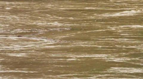 Swift left pan upstream on a flooding river carrying driftwood and debris Stock Footage 59201810