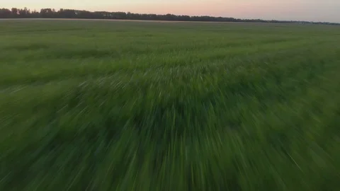 Swift low flight over the field Stock Footage 125386198
