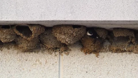 Swift or apus apus on the nest Stock Footage 241907930