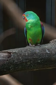 Swift parrot Stock Photos