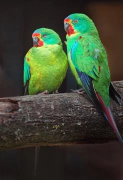 Swift parrot Stock Photos