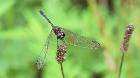 Swift Setwing dragonfly (Dythemis velox) perched on a dried plant stem Stock Footage 341274162